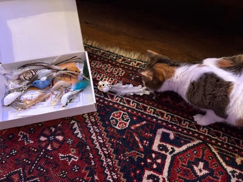 Customer photo review of Replacement Birds (Interactive Bird Simulation Cat Toy)