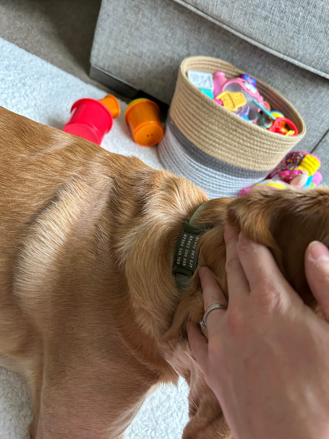 Customer photo review of Dog ID Attachment Tag (8 Colour Choices)