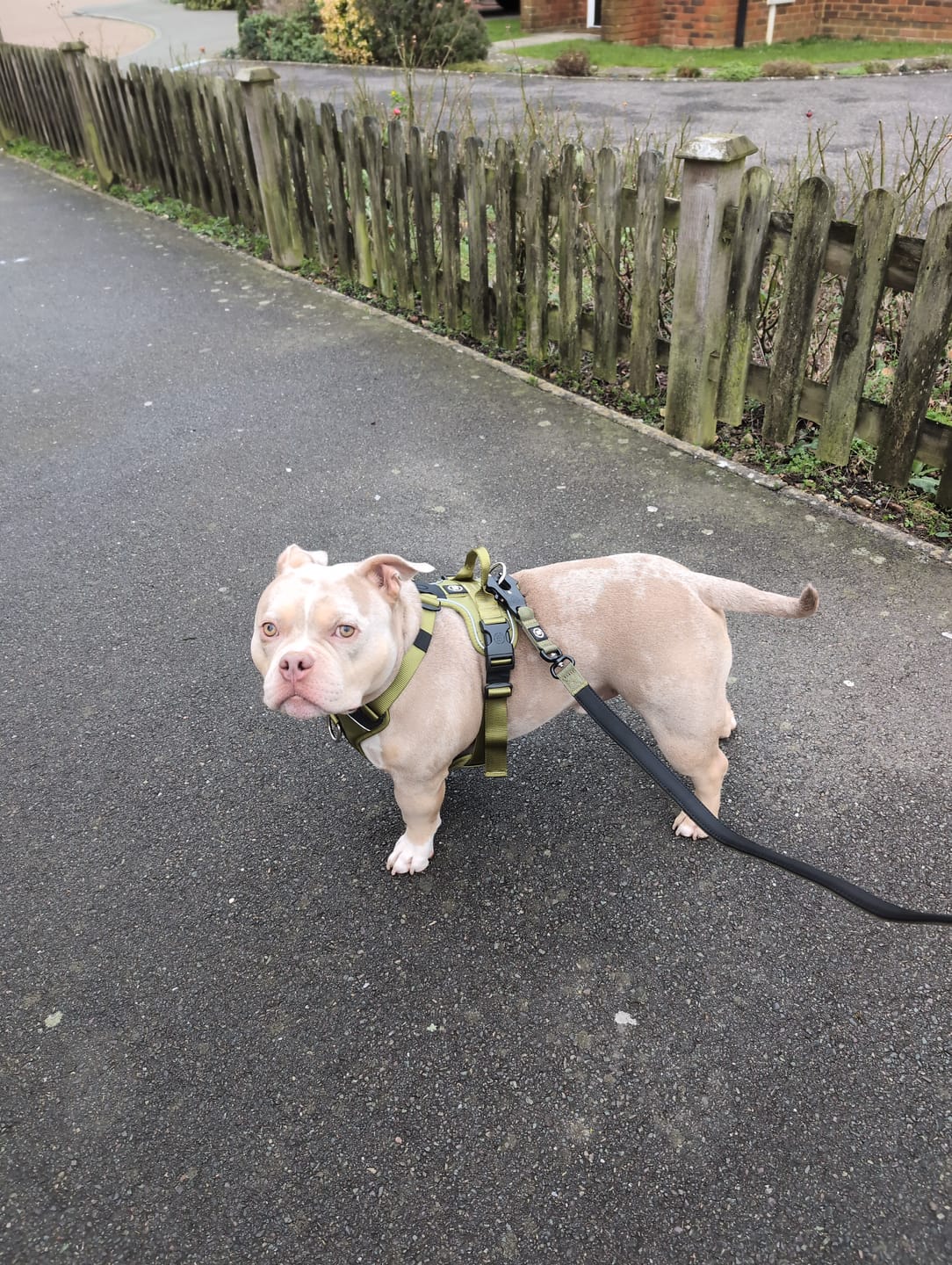 Customer photo review of 1.4m Swivel Combat Lead | Anti-Tangle & Secure Clip - Khaki