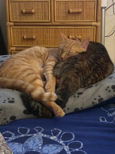 Customer photo review of Diffusore Calmante per Gatti