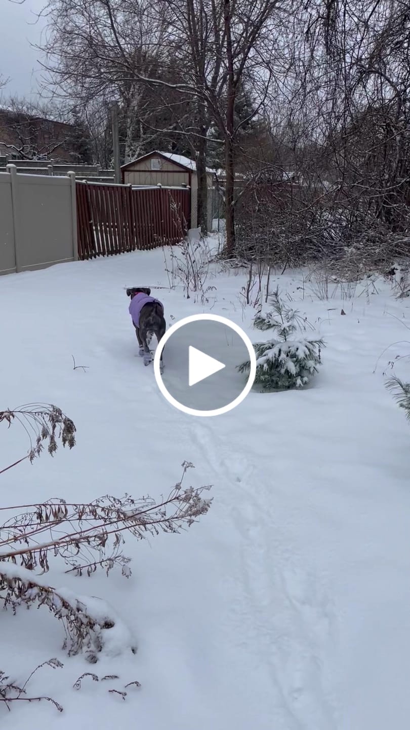 Customer video review of Flex Shell Waterproof Dog Boots - Lilac