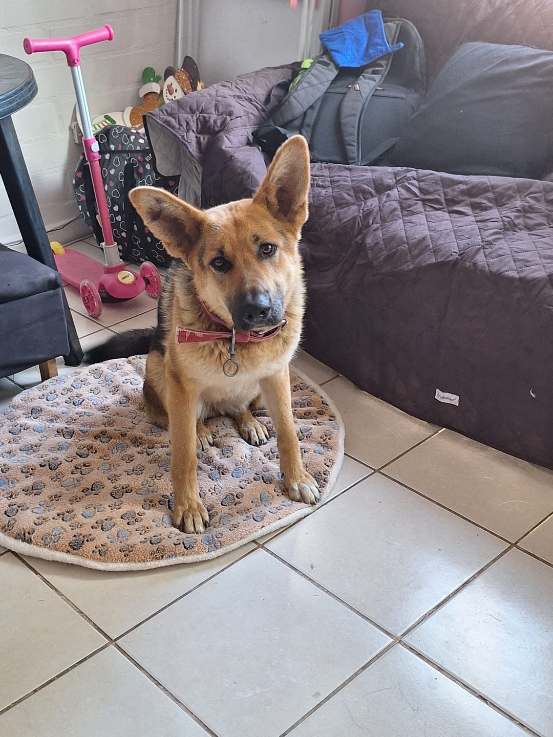 Customer photo review of Fit Formula Cachorro