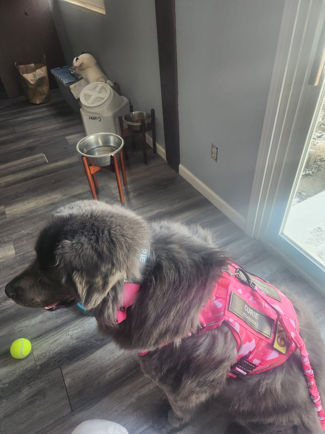 Customer photo review of Custom Hook & Loop Patch For Harness (1 Pair)