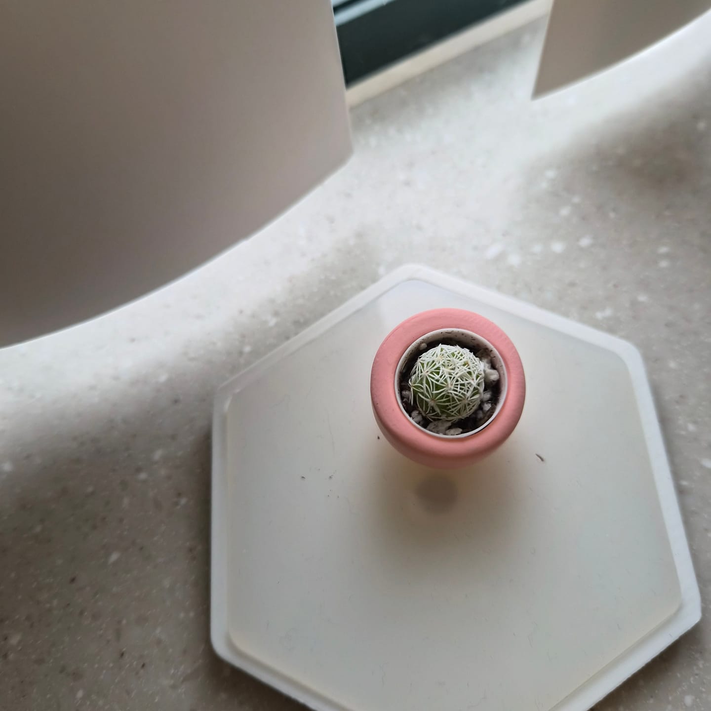 Customer photo review of Thimble Cactus