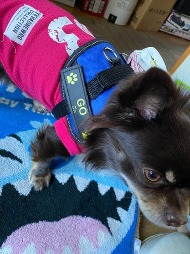 Customer photo review of FunFunPet 高機能ハーネス（お名前タグ作成サービス付き）