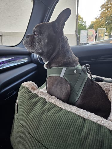 Customer photo review of Harry - Cord / Teddy - Luxury Car Sear
