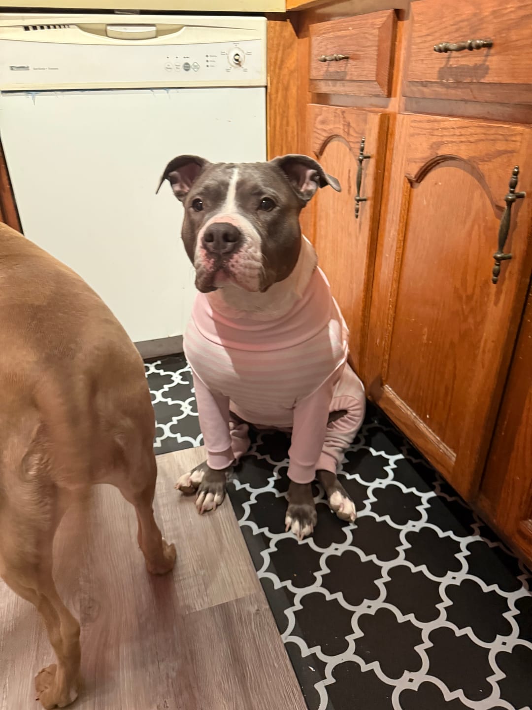 Customer photo review of Dog Pajama - Pink Stripes