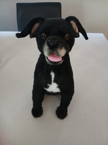 Custom Petslify plush reviewed by Daniela M., handmade replica of their dog
