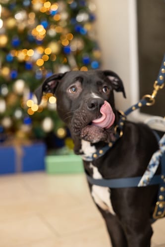 Kundin mit ihrem Hund, der sich nach dem Genuss von Lucky Belly die Lippen leckt.