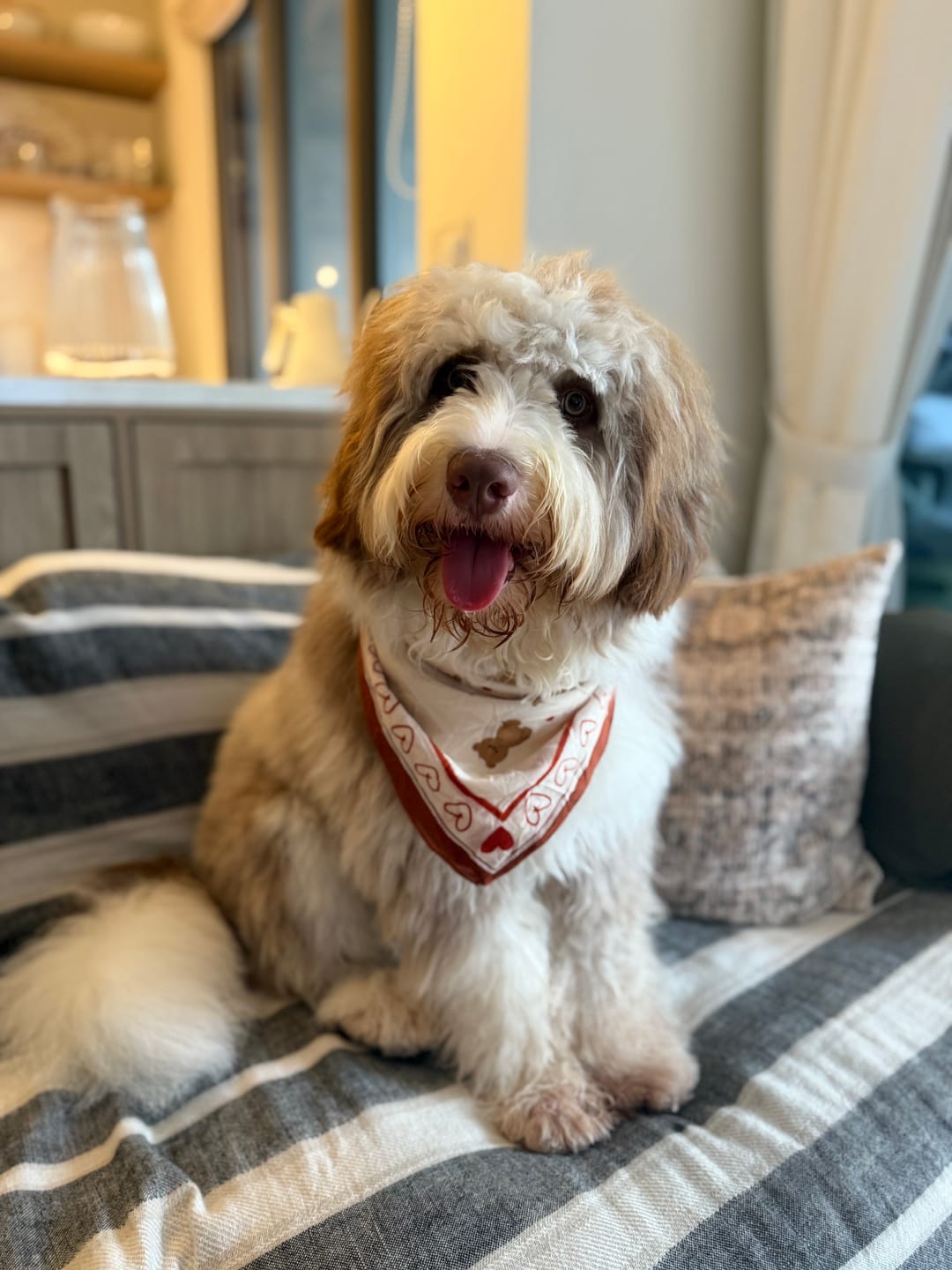 Customer photo review of Teddy Bear Bandana
