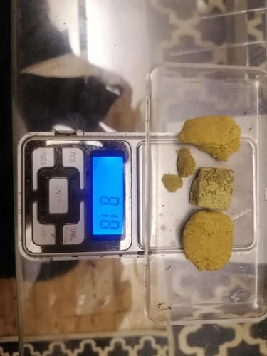 Customer weighing several pieces of Yellow Lebanese THCA HASH on a small digital scale.