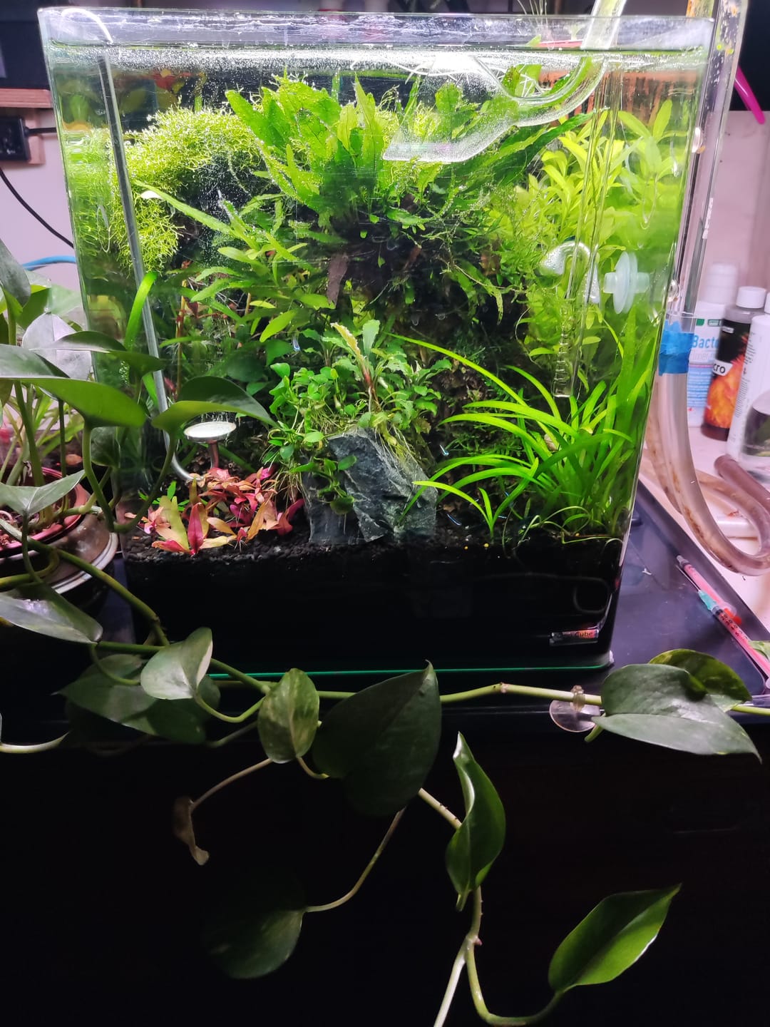 Customer photo review of Chihiros WRGB II Pro LED Light