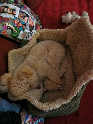 Customer photo review of Lucky Canvas - Luxury Dog Bag