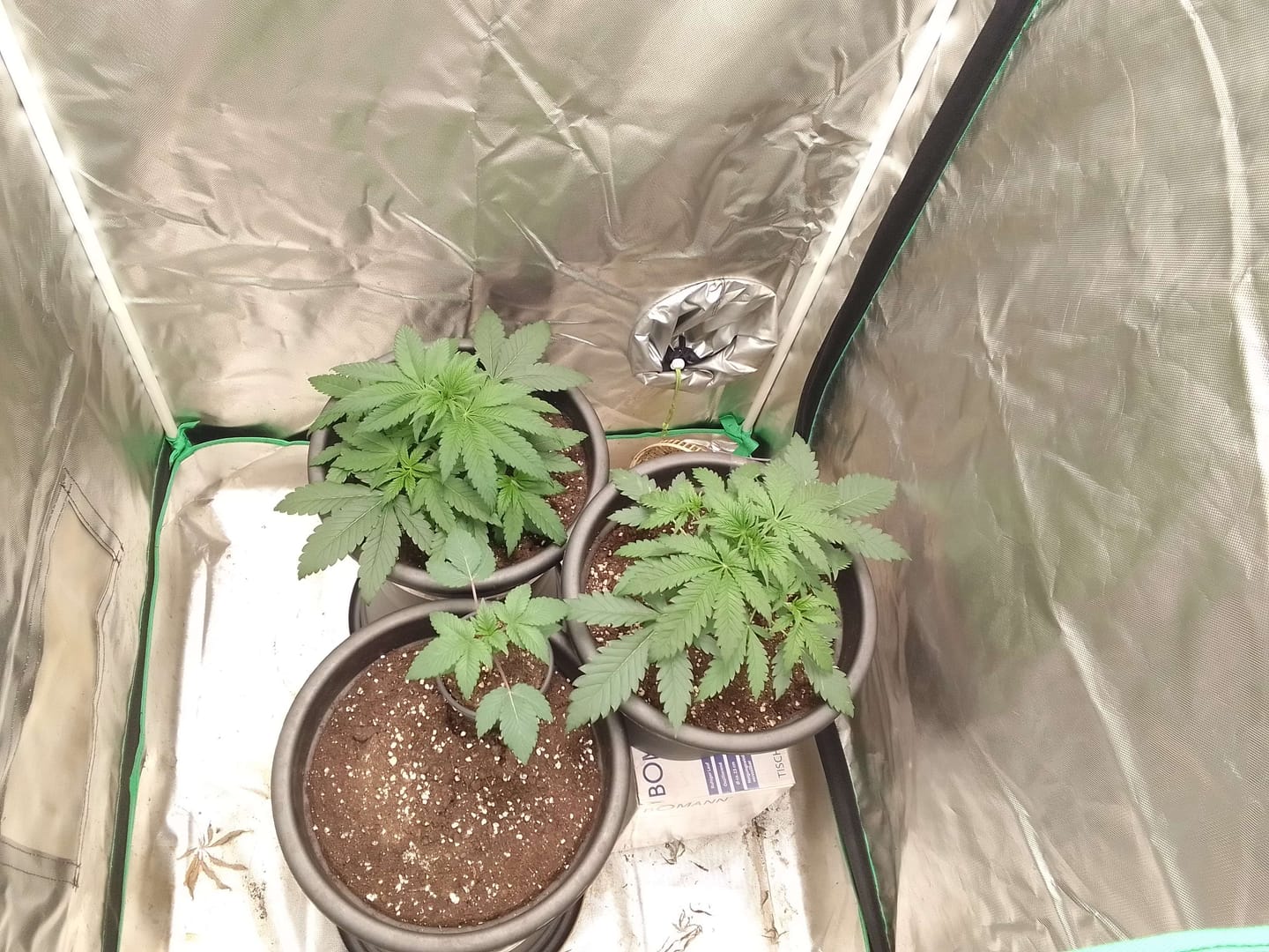 Customer photo review of HHZ Blüte - Northern Lights