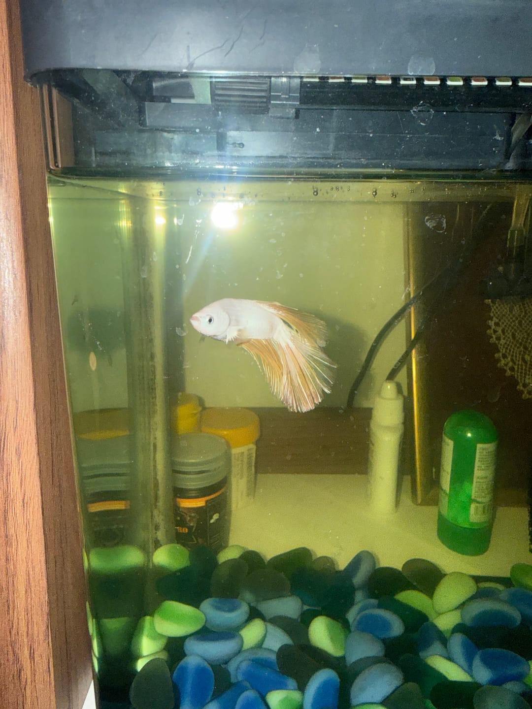 Customer photo review of Yellow Dragon Halfmoon Male Betta Fish