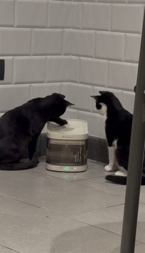 Customer photo review of Wireless Weight-Sensing Pet Fountain