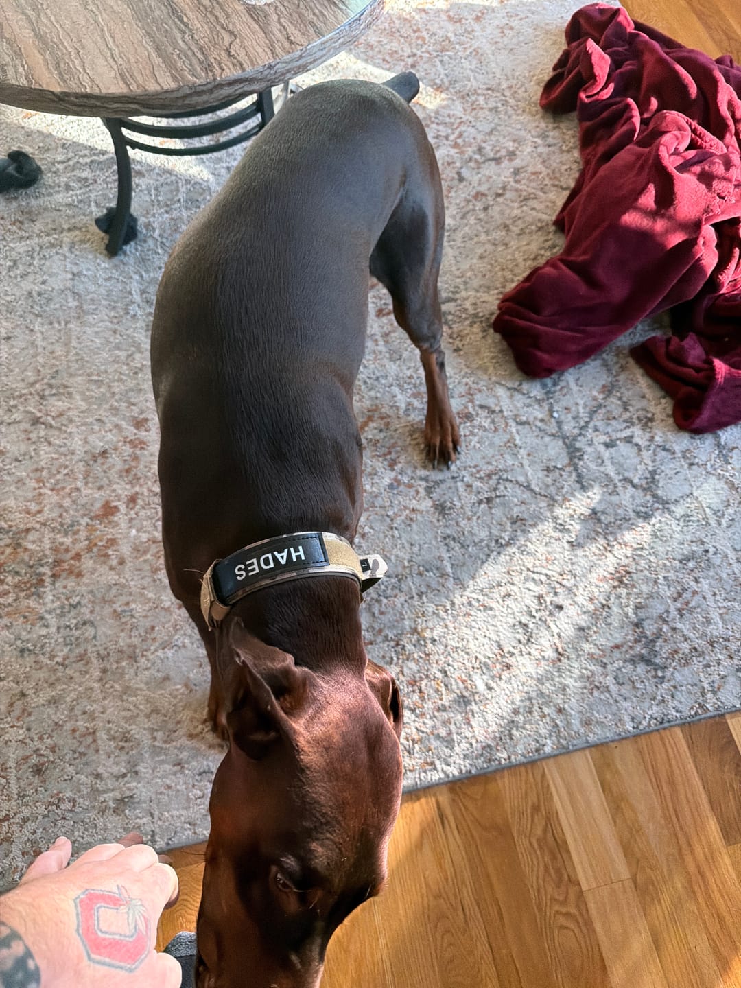 Customer photo review of Metal-Buckle Tactical K9 Dog Collar With Hook & Loop Panel & Top Handle