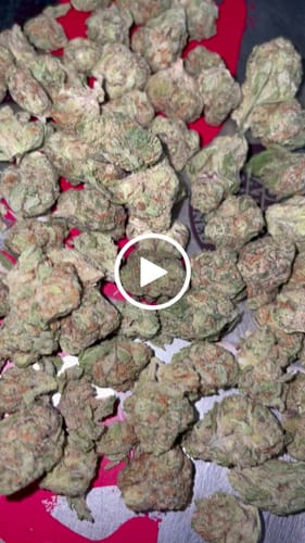 Customer video review of Frosted Donuts Exotic THCA Flower