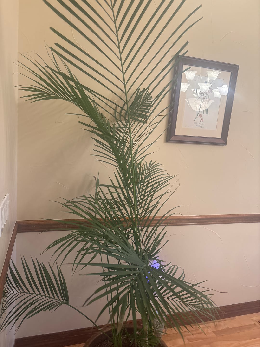 Customer photo review of Soil Refresh