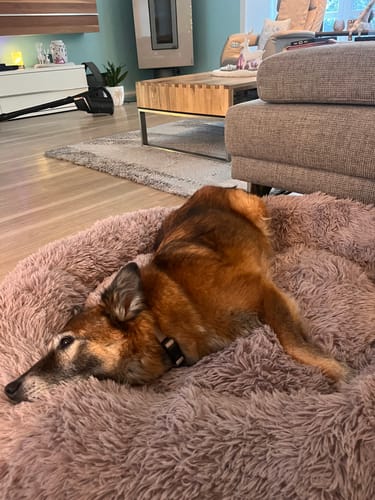 Customer photo review of Puppery Hundebett Wolke 7 - Das Original