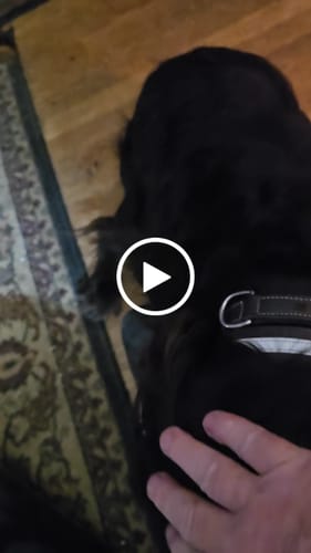 Customer video review of Remi Reflective Collar