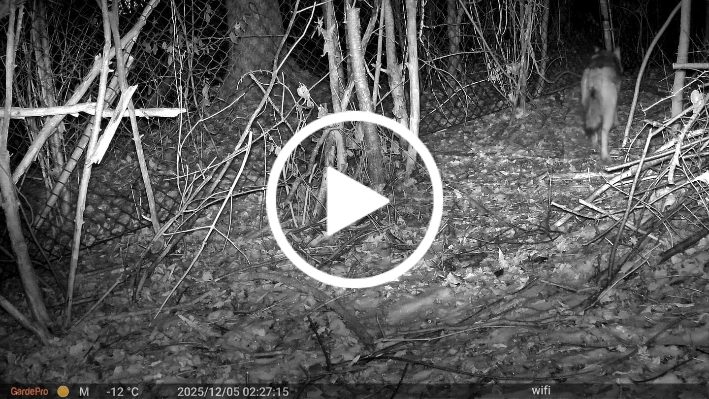 Customer video review of GardePro E8 2.0 Pro Wi-Fi Trail Camera