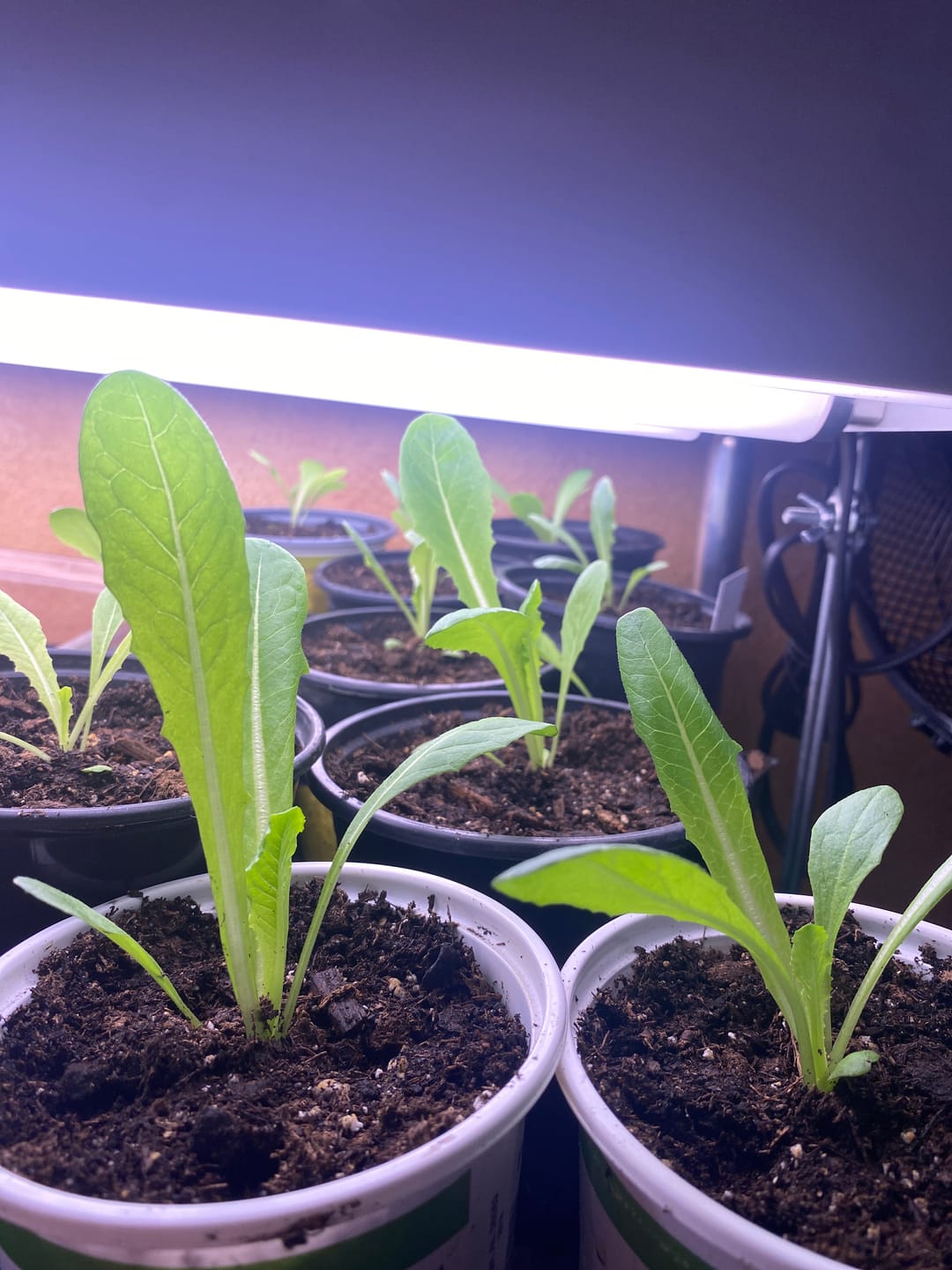Customer photo review of Unsulfured Blackstrap Molasses