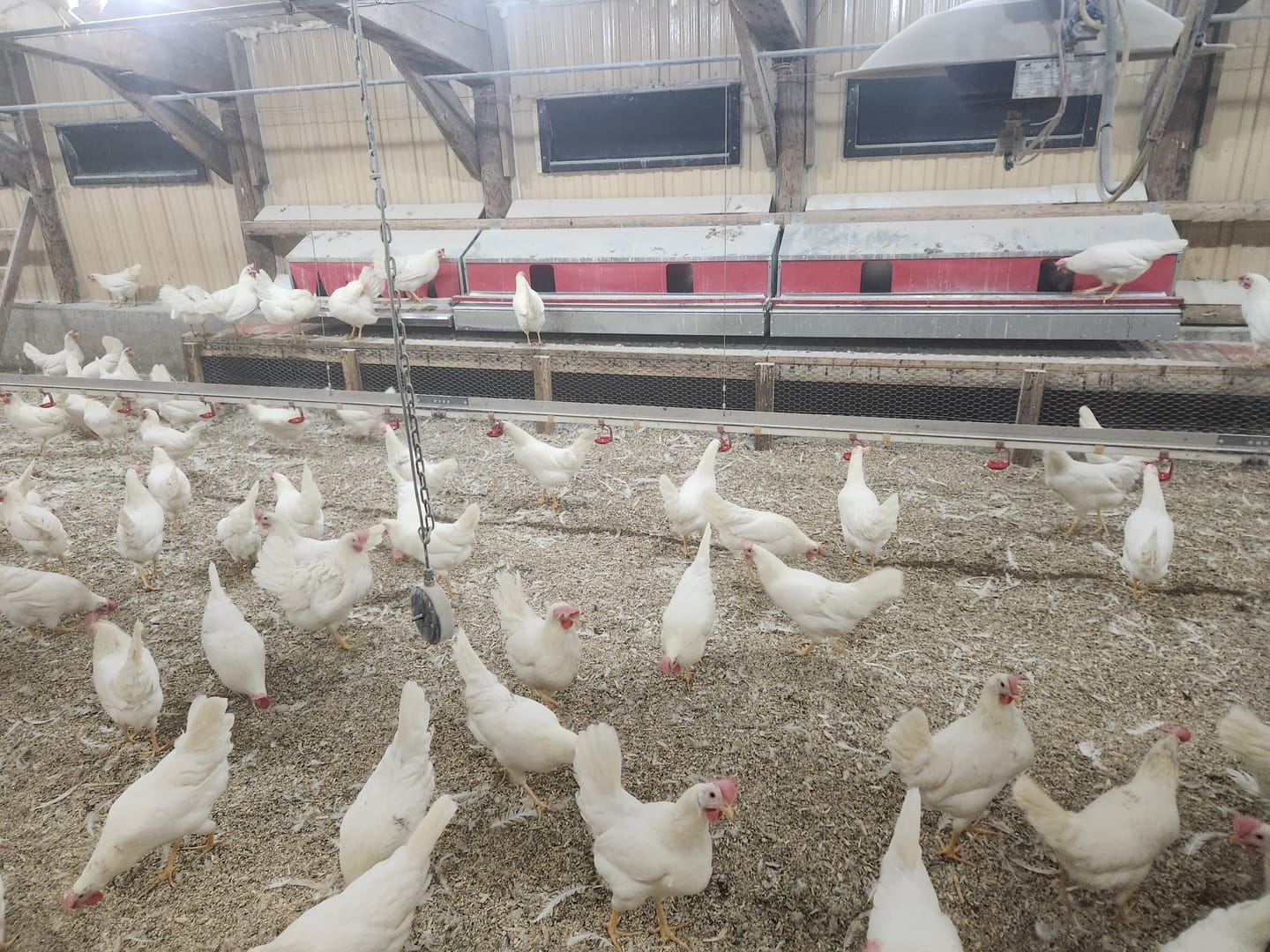 Customer photo review of X-Large (72") Reversible Roll-out Nest Box (Up to 75 Hens)