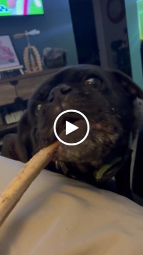Customer video review of Ostrich Wing Bone (13" x 1.5"): The Ultimate Long-Lasting Chew for Small Dogs & Light Chewers