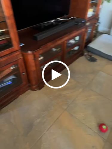 Customer video review of Ostrich Knuckle (Medium – 4" x 3"): The Perfect Chew for Small to Medium Dogs & Sensitive Stomachs