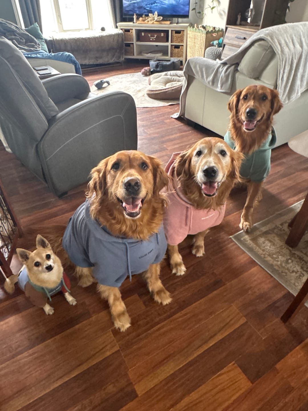 Customer photo review of Essential Dog Hoodie - Teal