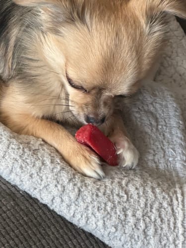Customer's small tan dog chewing a red Strawberry Yak Chew while resting on a gray blanket.