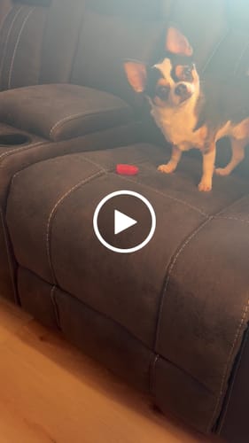 Customer video review of Blueberry Yak Chews
