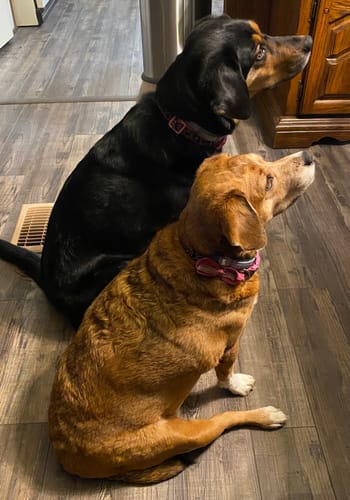 Customer photo review of Freedom Joint Drops