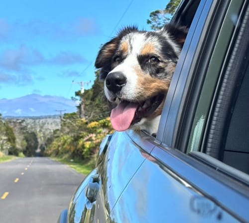 Reviewer's Australian shepherd mix dog happily looking out of a car window during a drive.