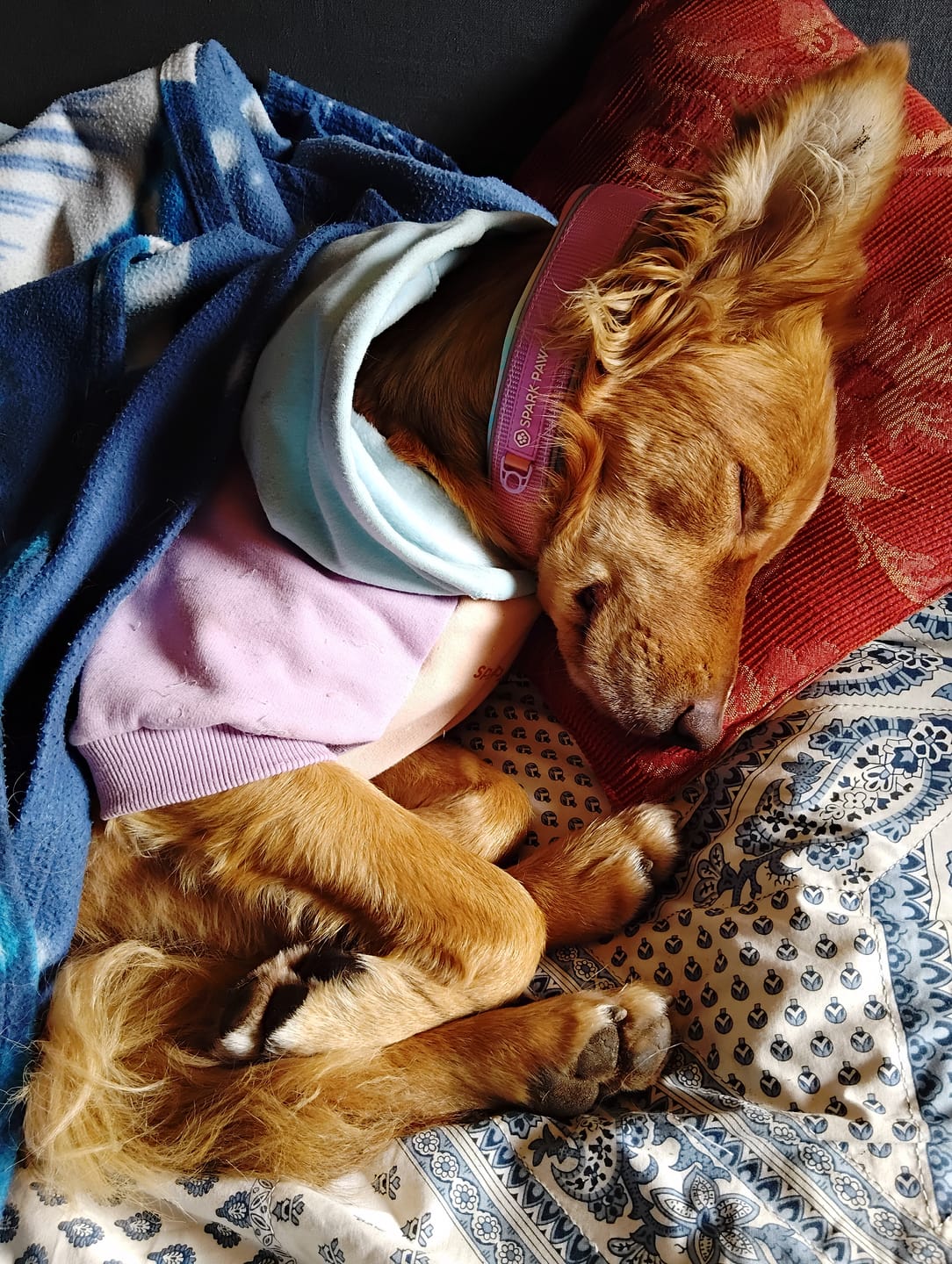 Customer photo review of Cushioned Martingale Collars
