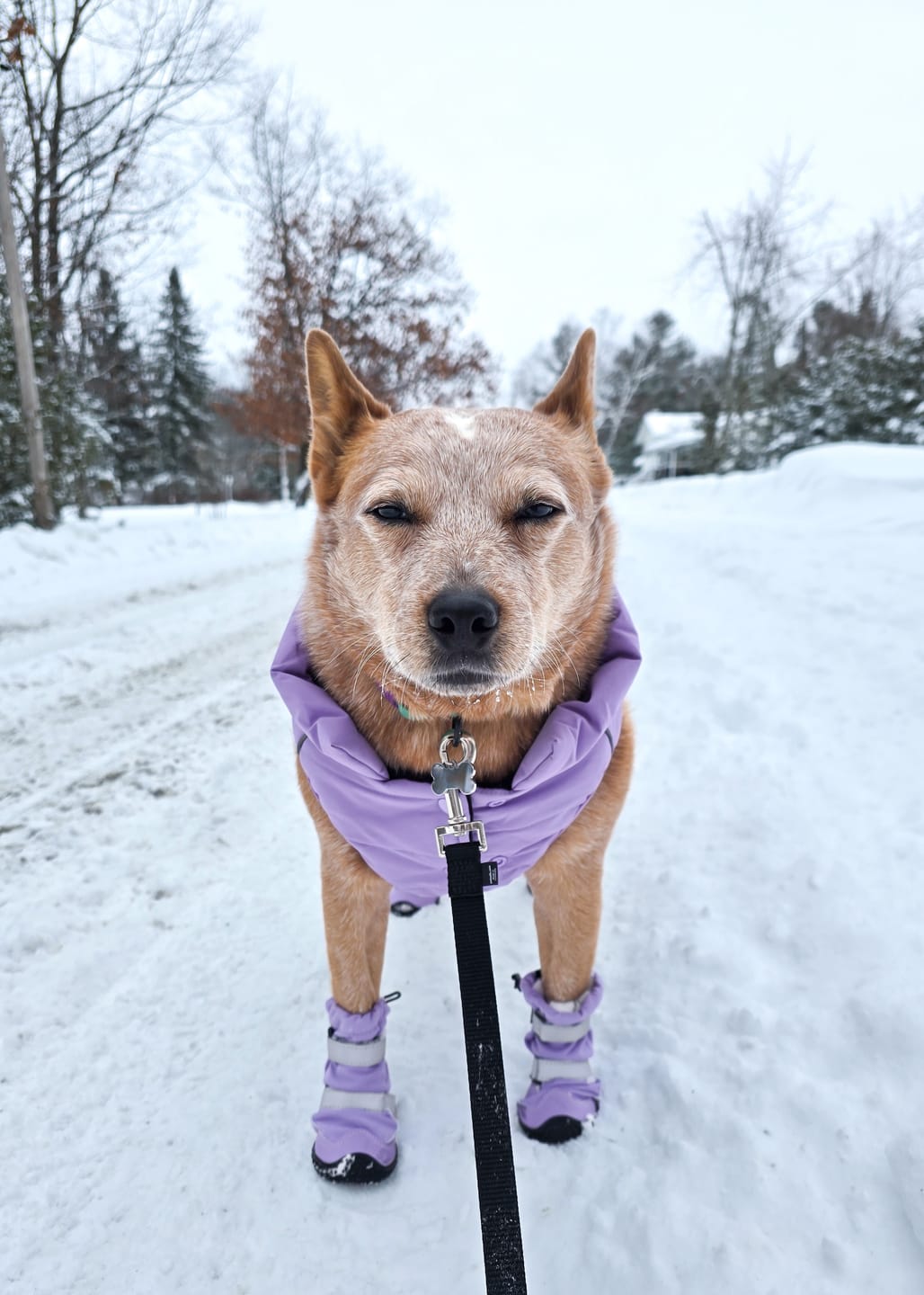 Customer photo review of Flex Shell Waterproof Dog Boots - Lilac