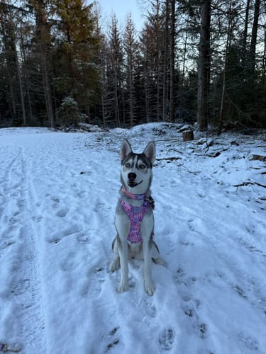 Customer photo review of Tough Trails™ Harness - Emily In Paris