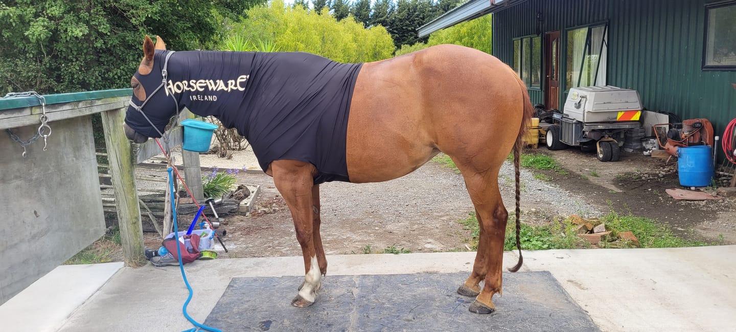Customer photo review of Rambo Slinky Hood