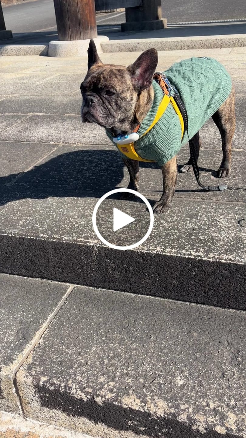 Customer video review of Cable Knit Dog Sweaters