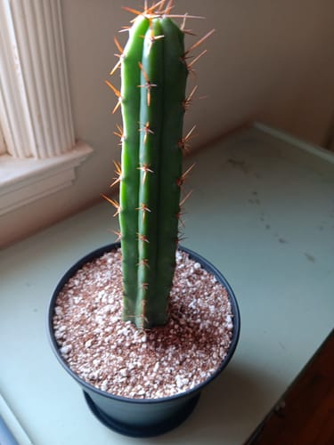 Customer photo review of Trichocereus Bridgesii | Bolivian Torch Cactus
