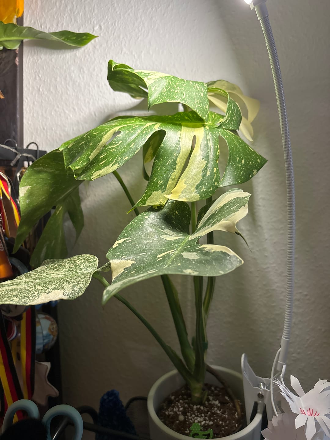 Customer photo review of MONSTERA THAI CONSTELLATION