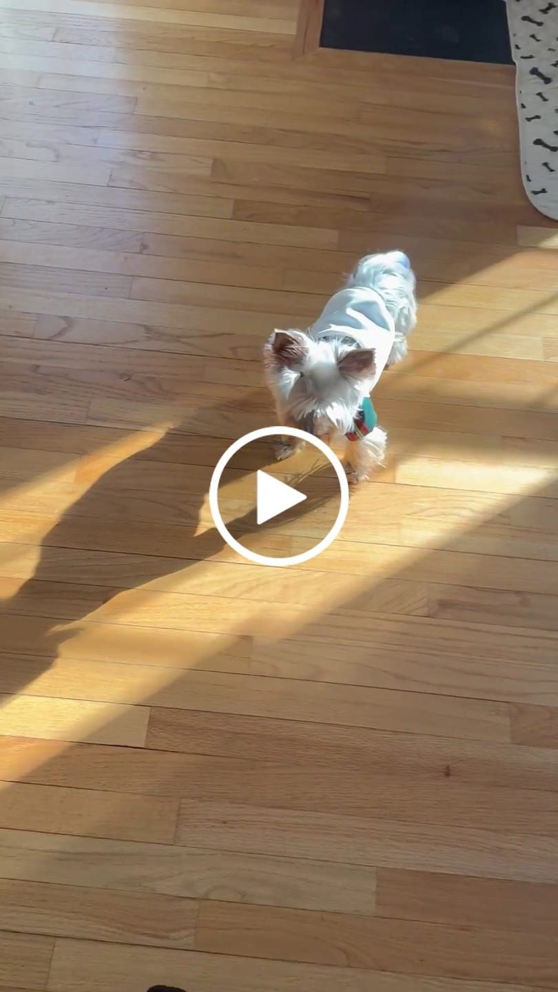 Customer video review of Dog Baseball Icy Coat