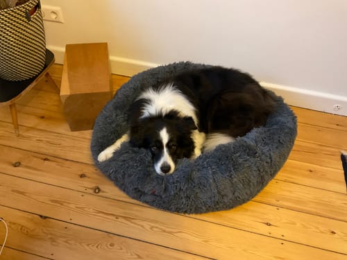 Customer photo review of Puppery Hundebett Wolke 7 - Das Original