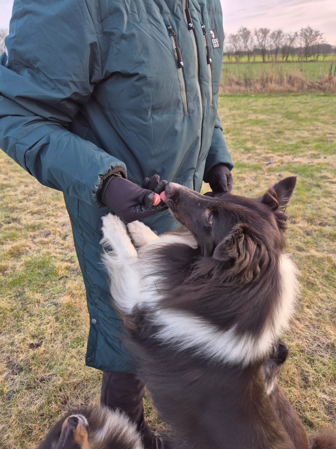 Customer photo review of DogCoach Allround Godbidshandsker | Unisex | Sort | Miley