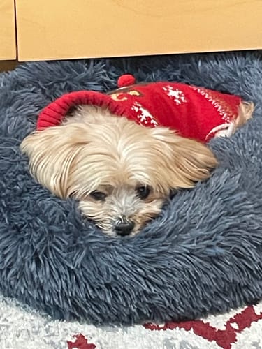 Customer photo review of Puppery Hundebett Wolke 7 - Das Original