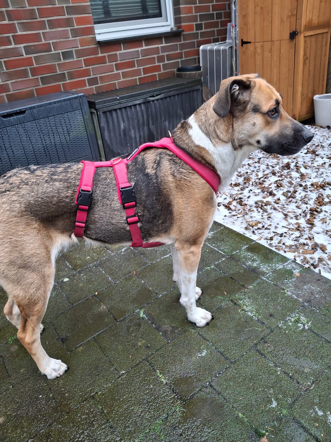 Customer photo review of Sicherheitsgeschirr FUN "Flamingo Pink"