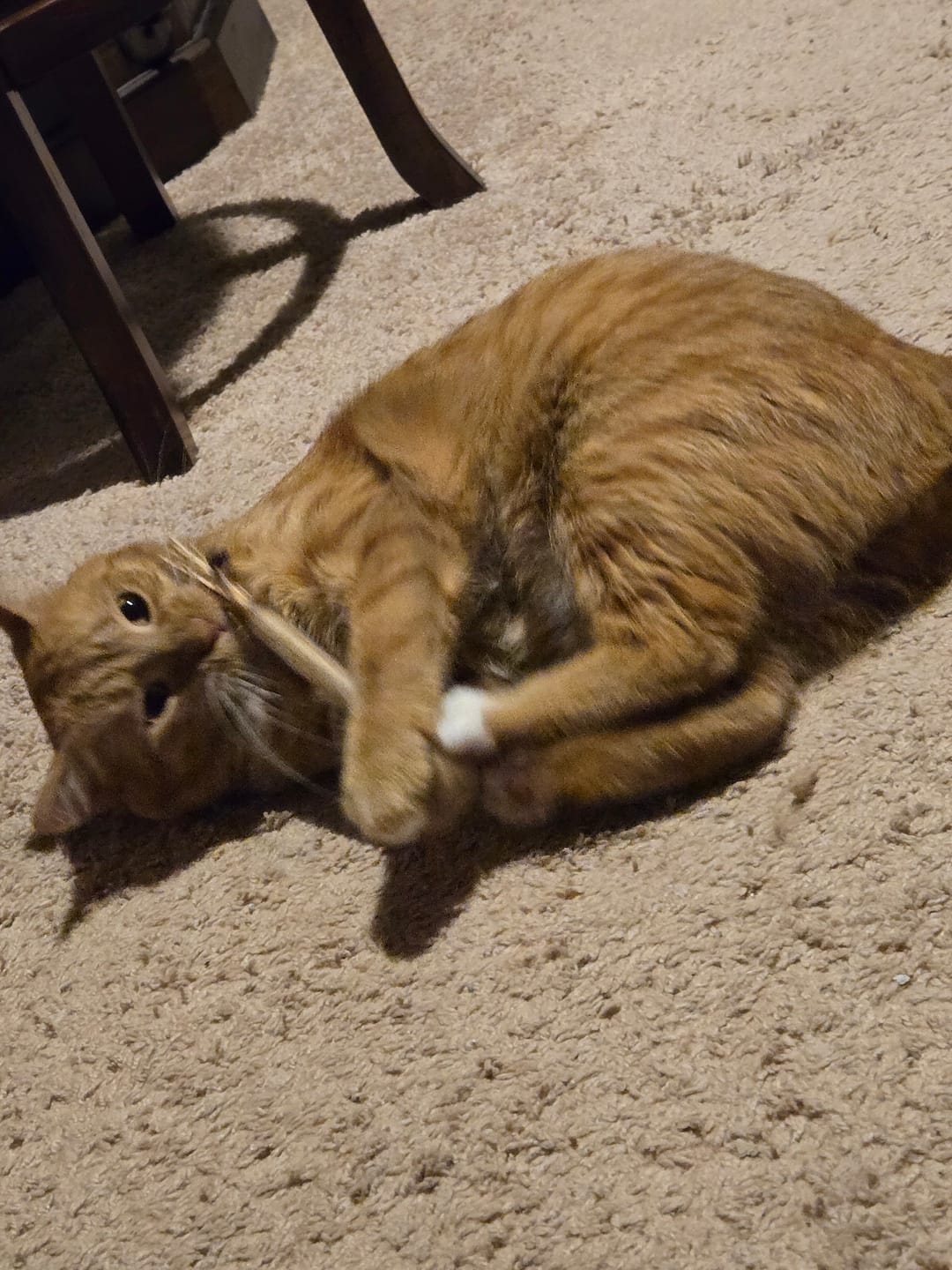 Customer photo review of Instinct Play Stick | Wild-Harvested & Chemical-Free Dental Cat Entertainment (1+1 FREE)