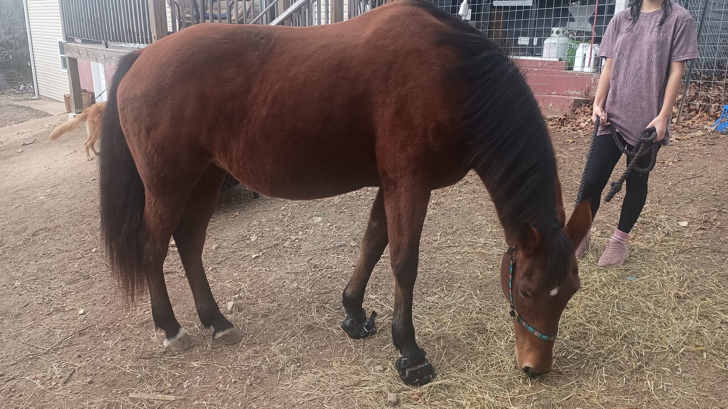 Customer photo review of Renegade® Viper Shield™ Hoof Boot - Black Knight