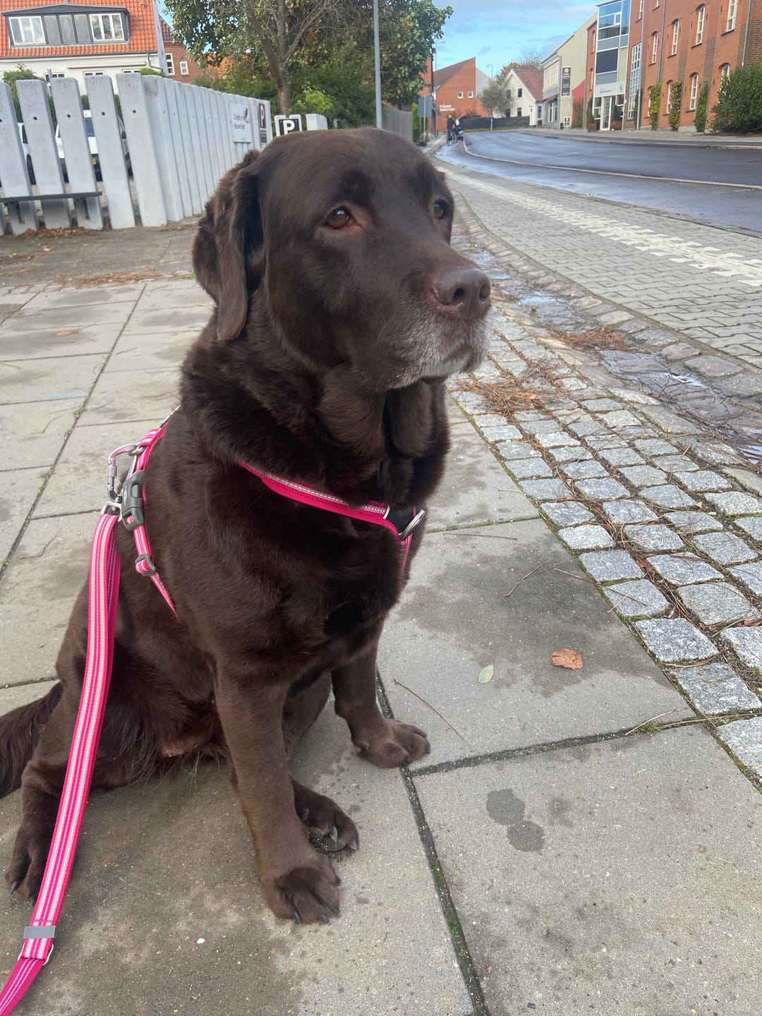 Customer photo review of Dog Copenhagen Walk Air™ hundesele Mocca
